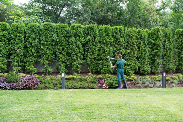 Hillsboro, WI Tree Services Company